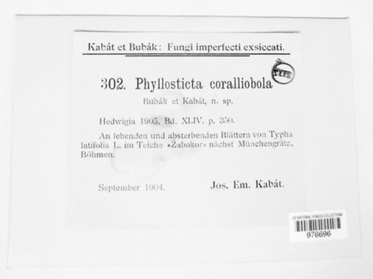 Phyllosticta coralliobola image